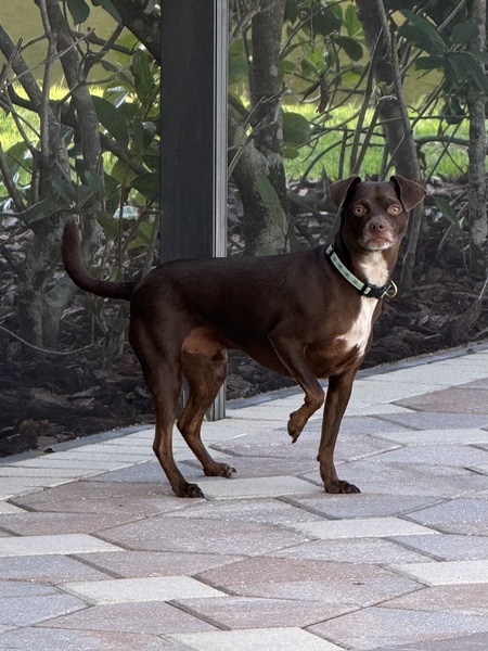 Cooper