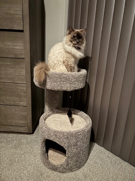 Mocha