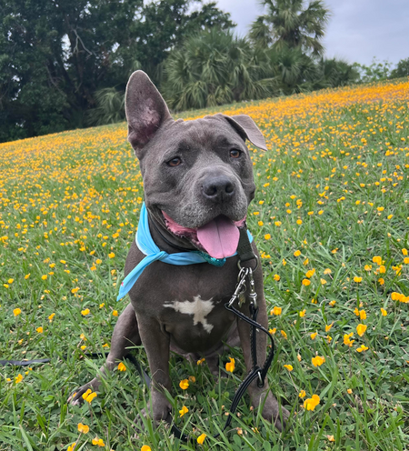 Zeus