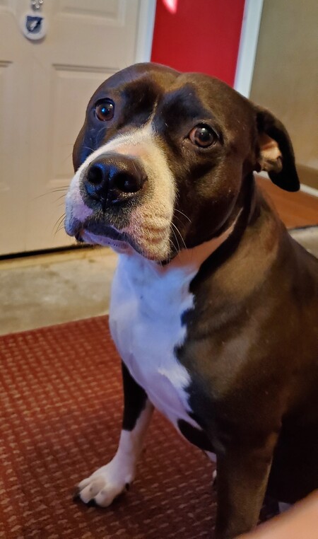 Piper