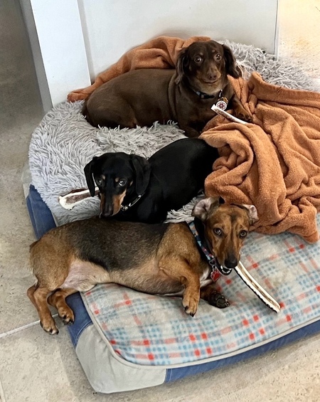 Bailey, Mickey & Freddy
