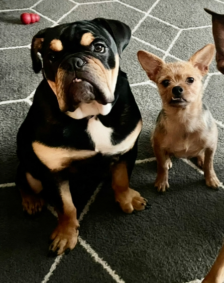 Max & Milo
