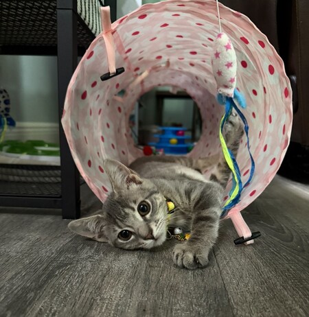 Nala