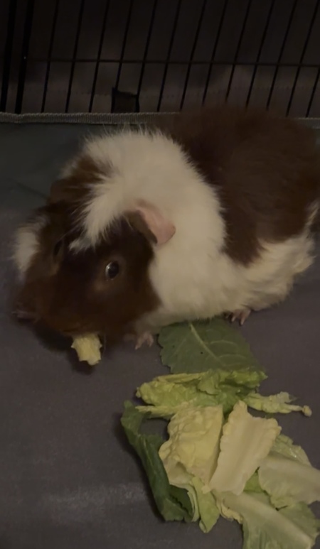 Pierre