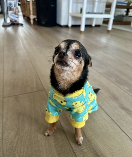 Junebug