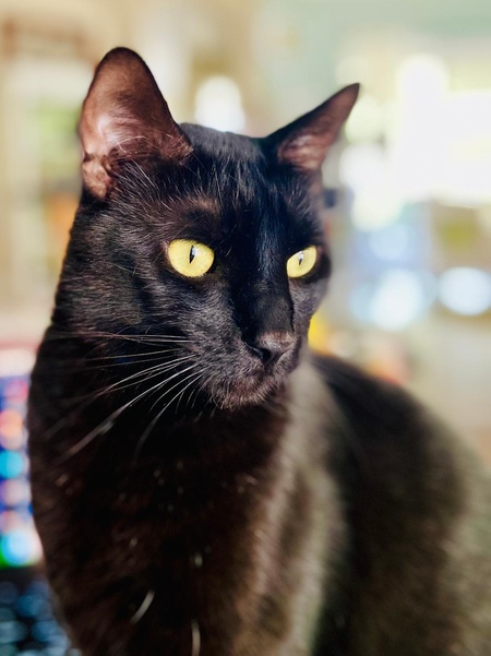 Winston
