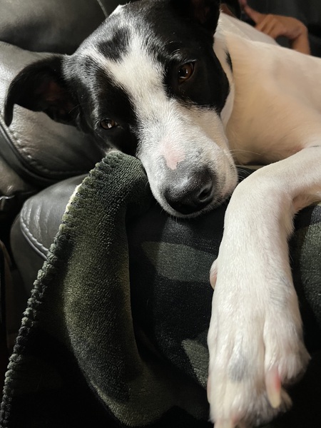 Petey