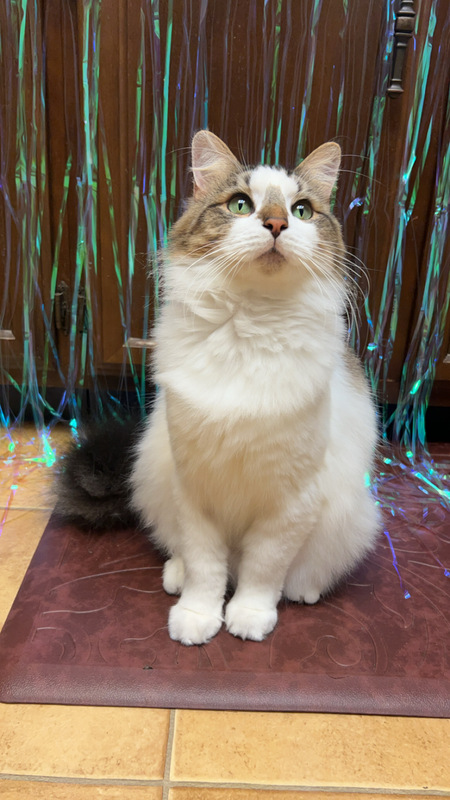 Bibbles 