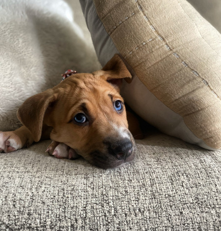 Lucy