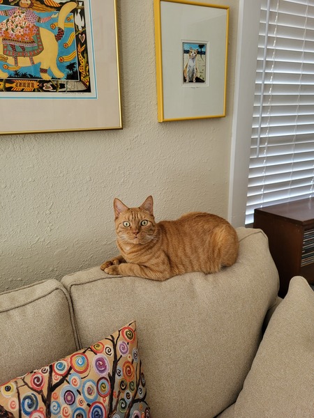 Yogi