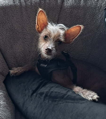 Remus aka "Chico Loco"