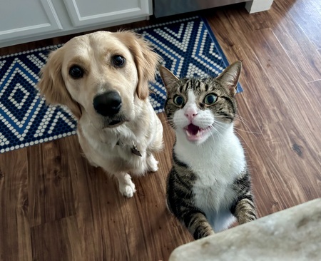 Sadie & Wolfy