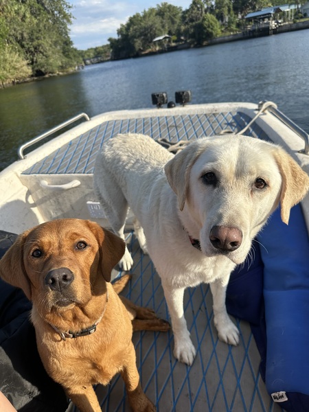 Maple & Kona