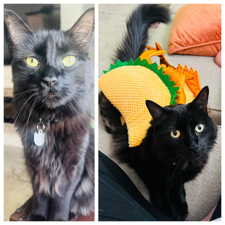 Entry image for Optimus Prime. Clicking this image will show a larger photo