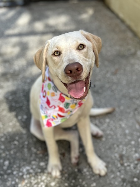 Remi