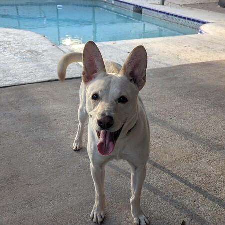 Scout
