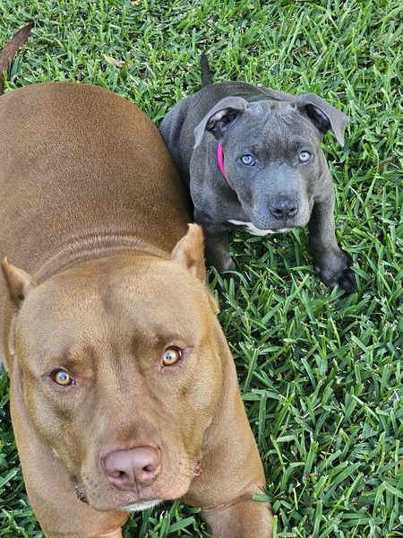 Remy, Ivy