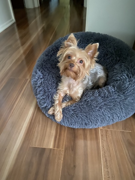 Mindi