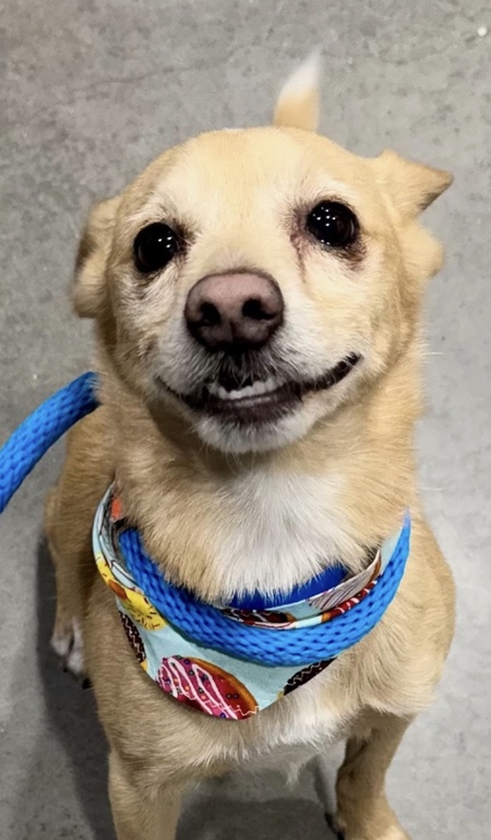 Benji