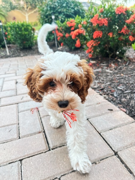 Mia
