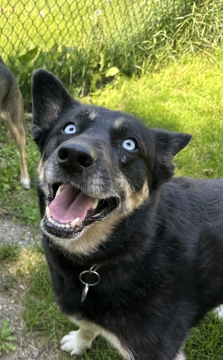 Georgie