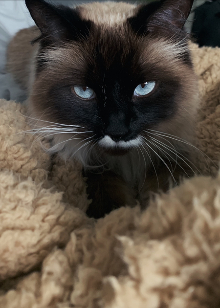 Lacey