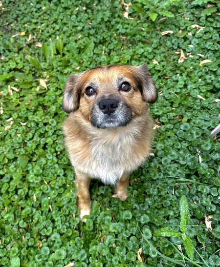 Percy