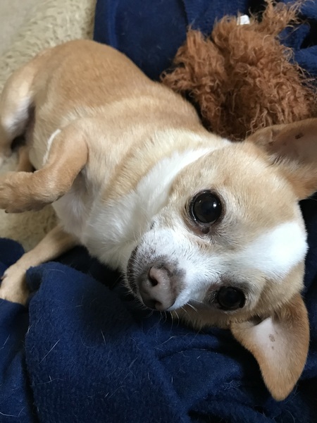 Dougie