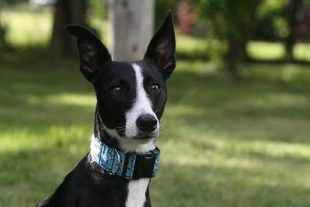 Hawkeye