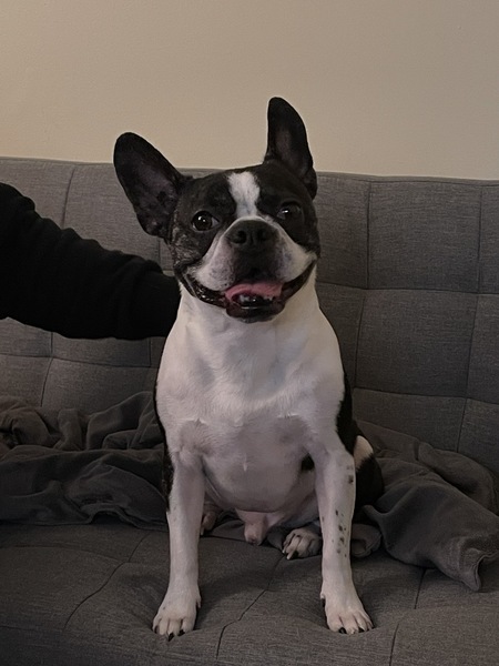 Basil
