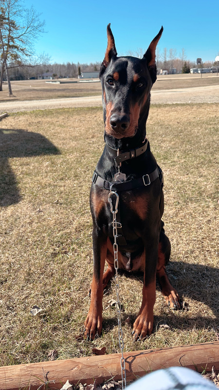 Nitro 