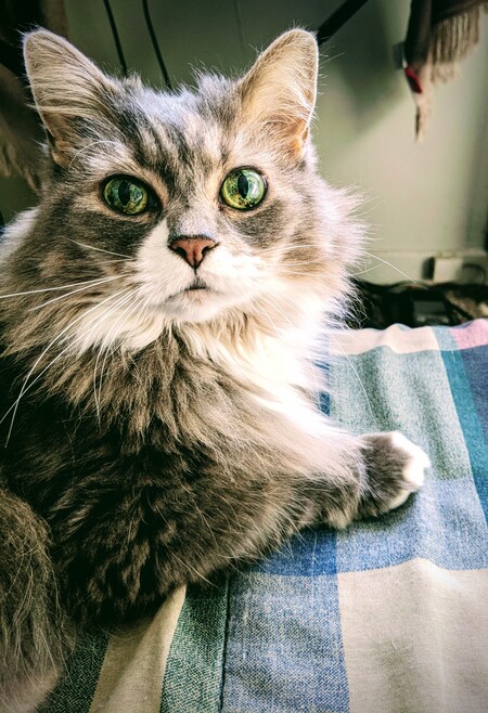 Roxy