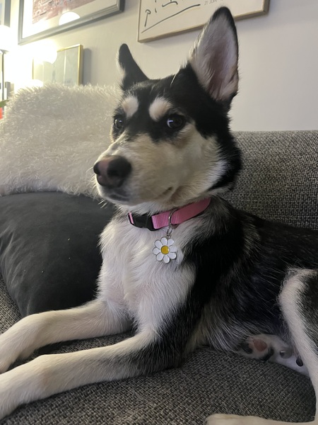 Daisy