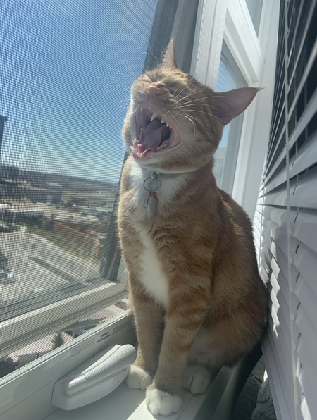 Finn