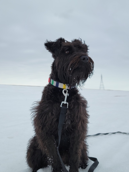 Axel