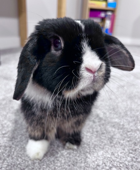 Winston