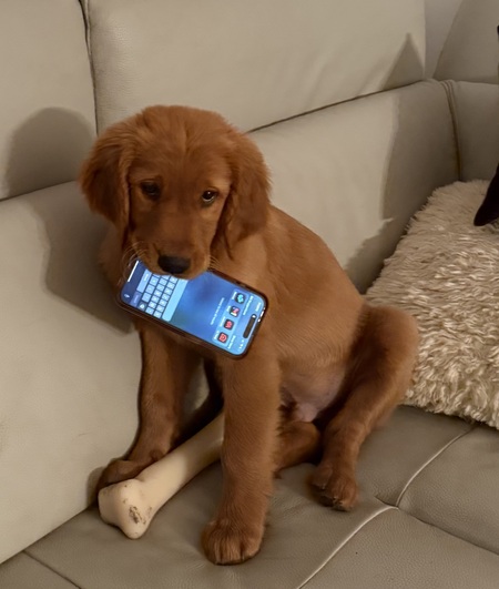 Bauer
