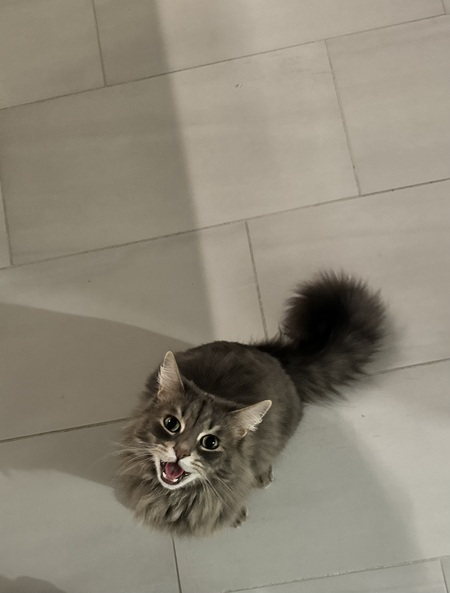 Cornelius