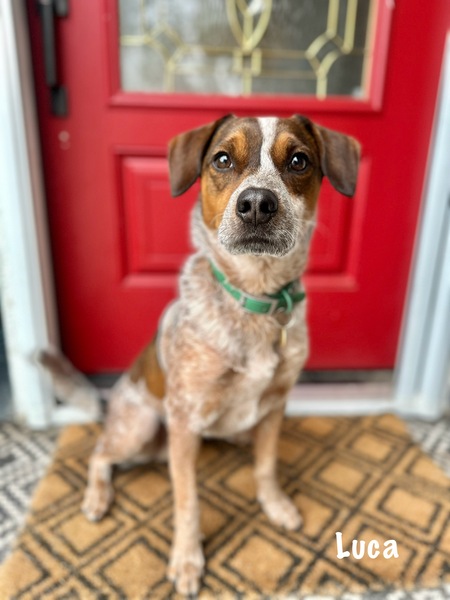 Luca