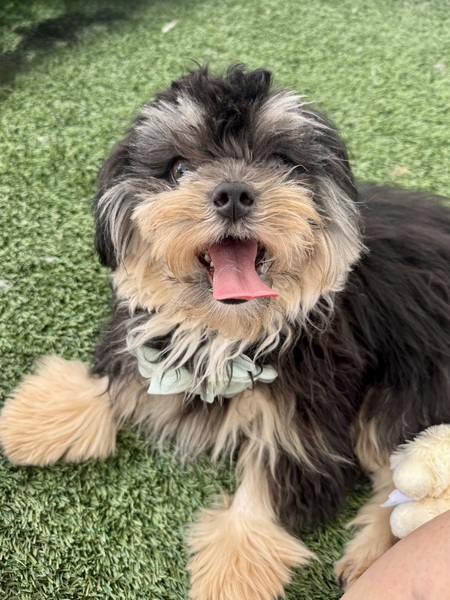 Mop