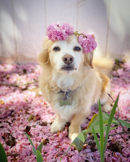 Brinkley