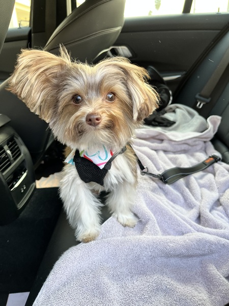 Louie