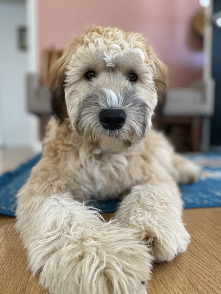 Rosie Mae  Lukasik