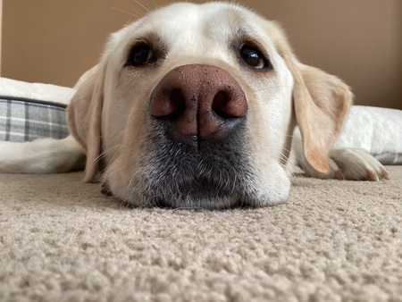 Stella