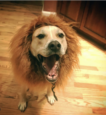Duke 