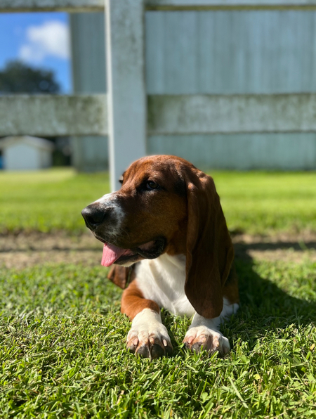 Louie