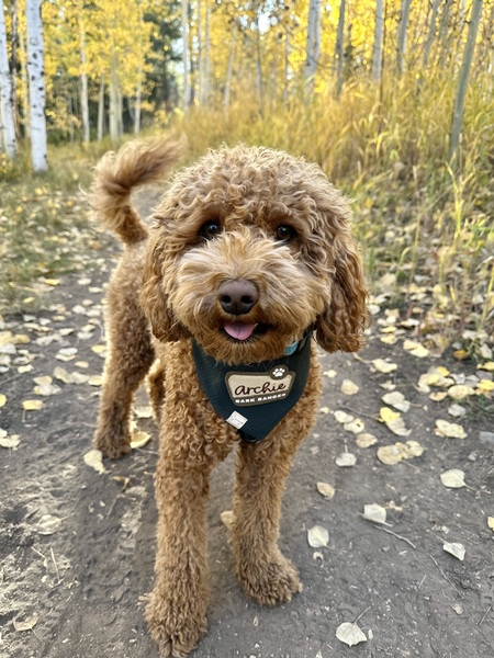 Archie 