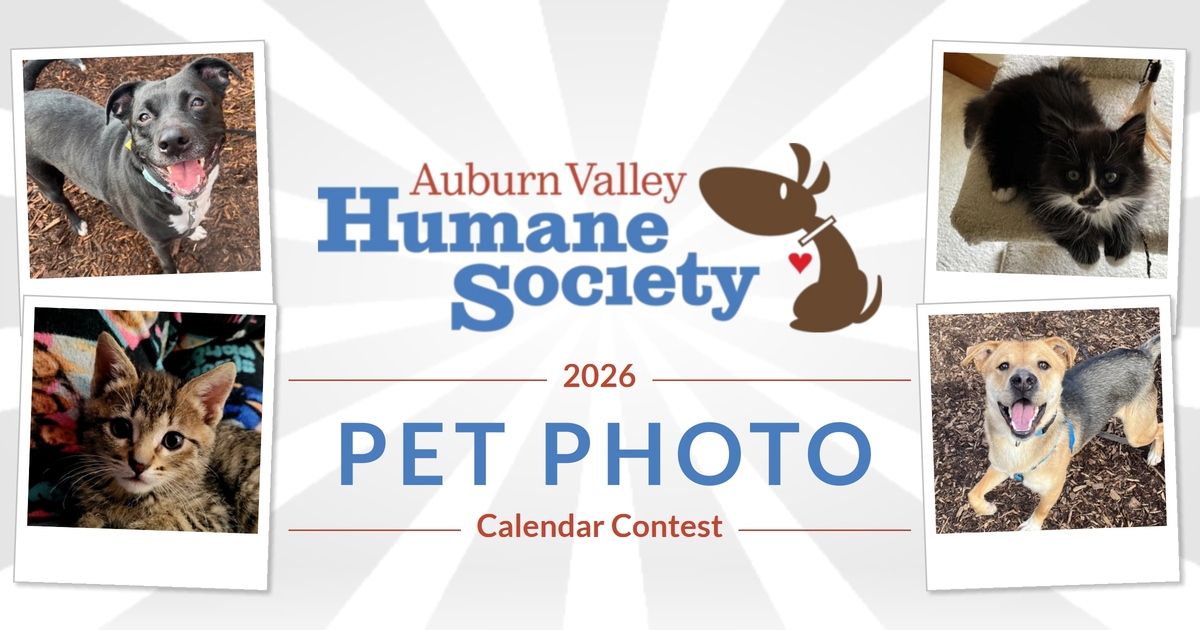 Auburn Valley Humane Society 2026 AVHS Pet Calendar Fundraiser