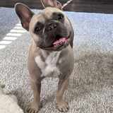 Entry image for Bruno
