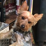 Entry image for Bodhizafa the Salon Yorkie